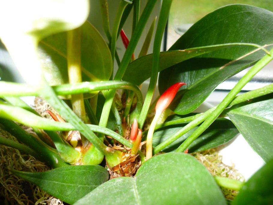 Антуриум переукоренение