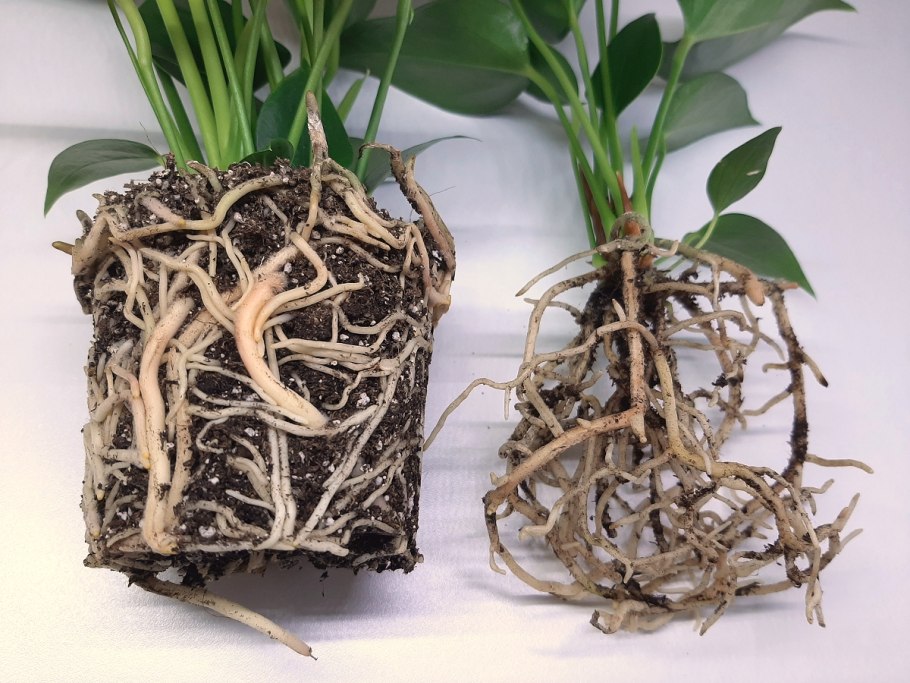 Антуриум клубни