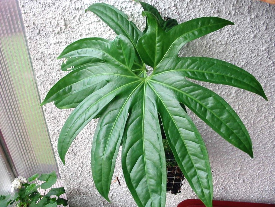 Удобрение для антуриума