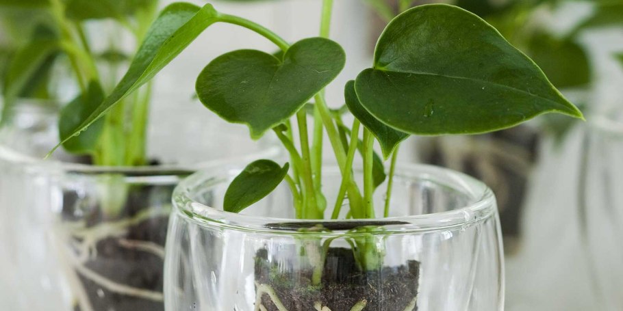 Антуриум gracile