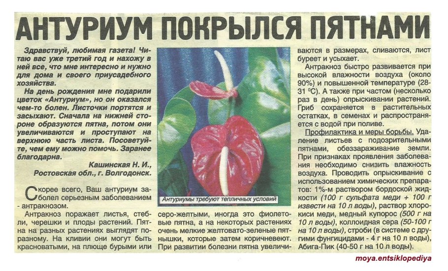 Антракноз антуриума