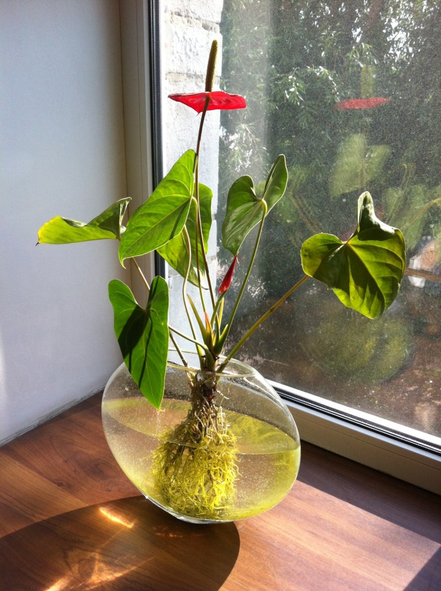 Антуриум красный Дакота