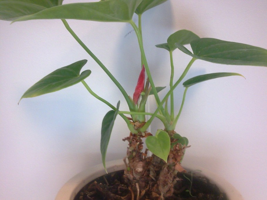 Антуриум корневище