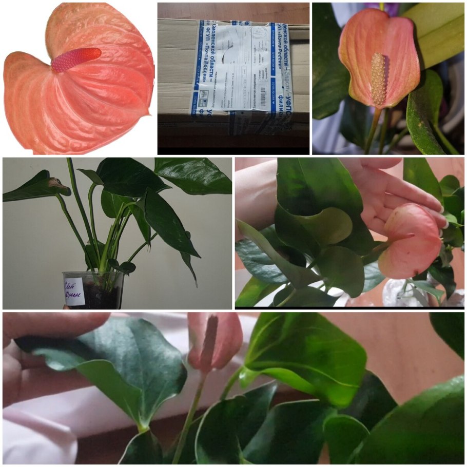 Anthurium pedatoradiatum