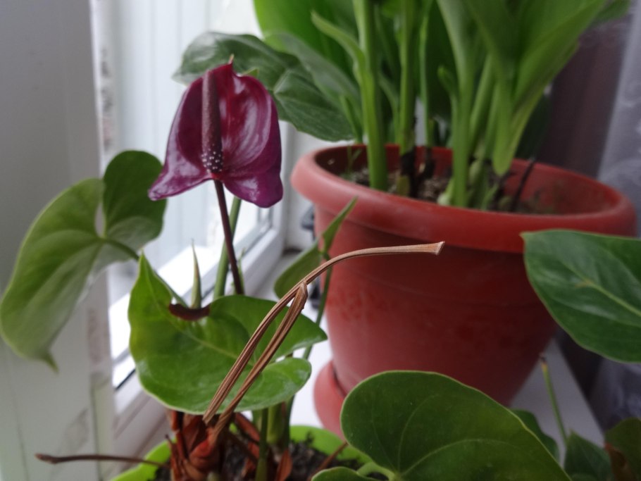 Антуриум стрелка цветоноса