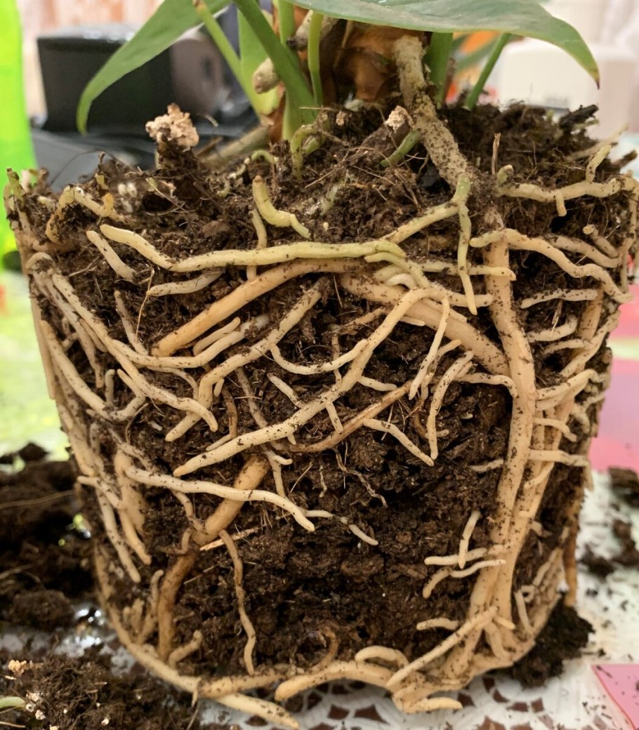 Субстрат для антуриума