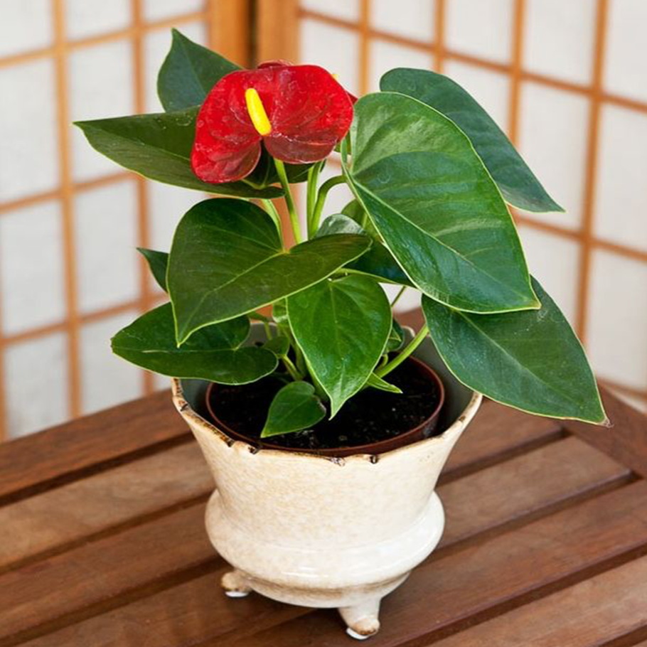 Черенкуем Антуриум