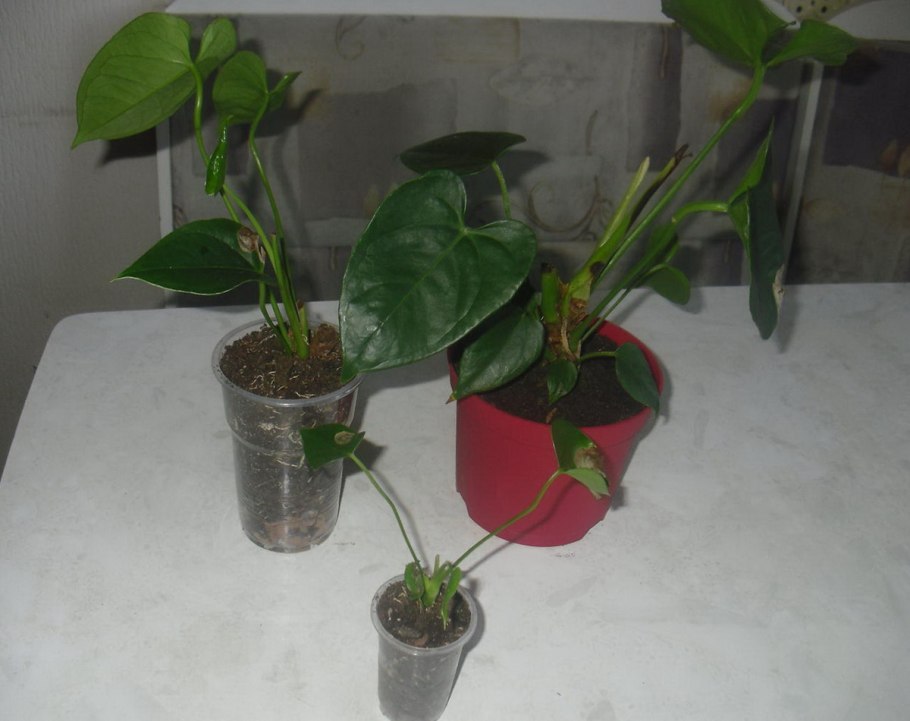 Антуриум размножение отростками