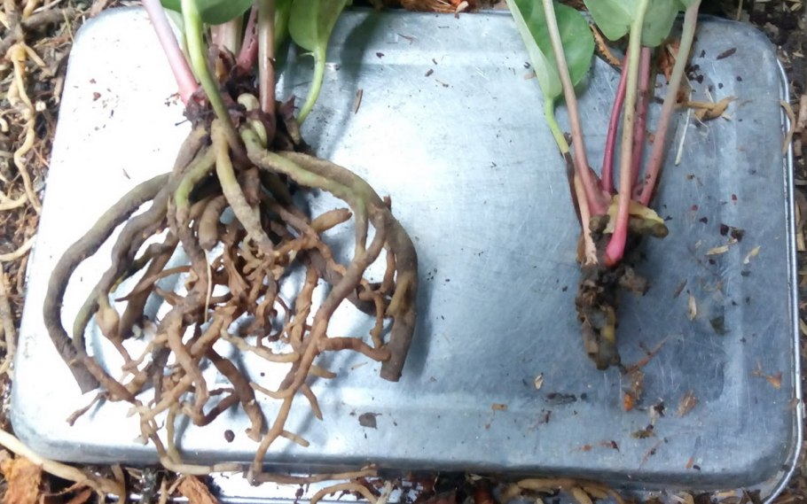 Гниль корней сеянцев