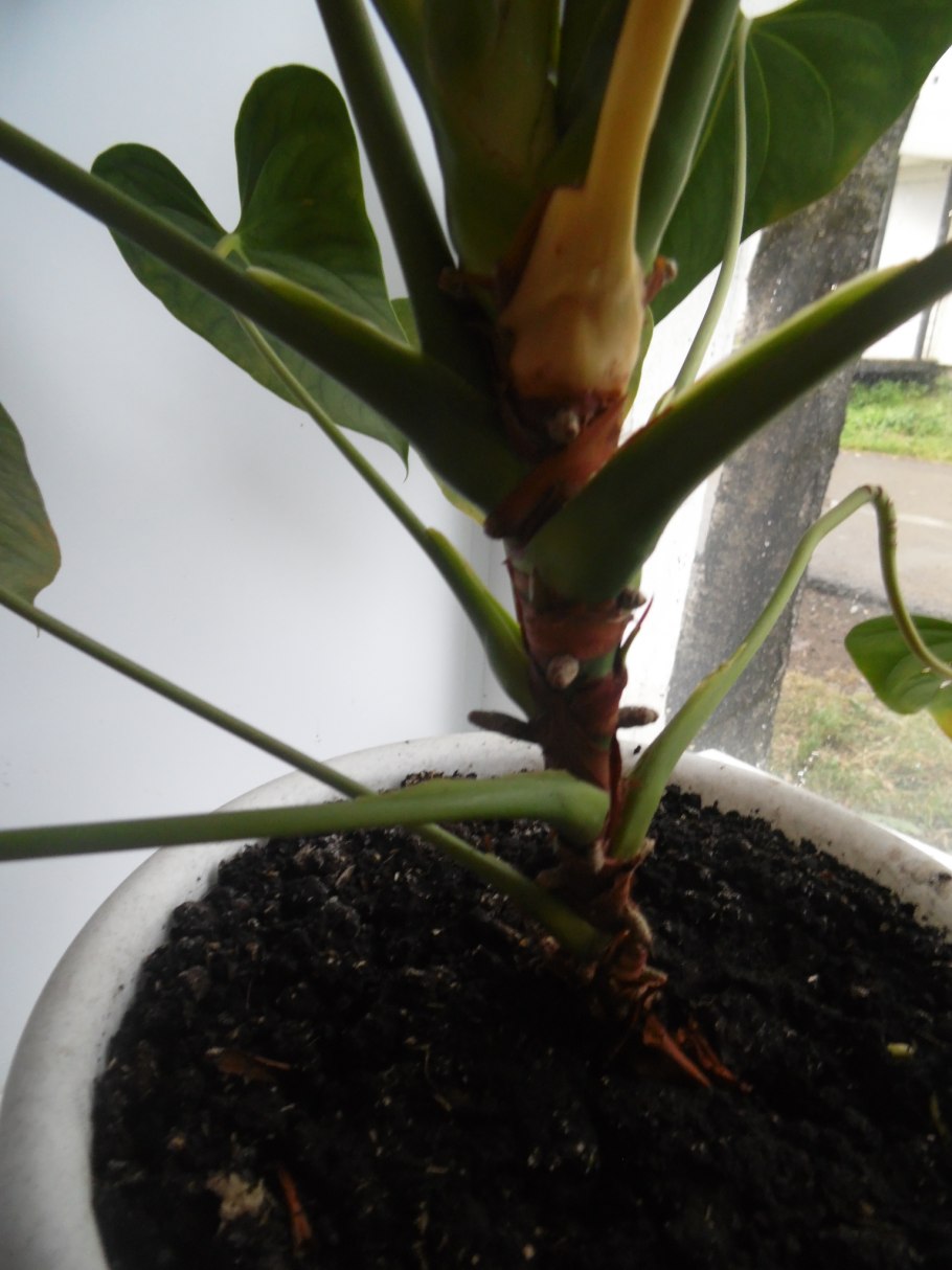 Мох для антуриума