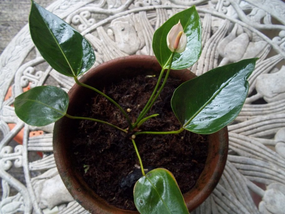 Anthurium draconopterum