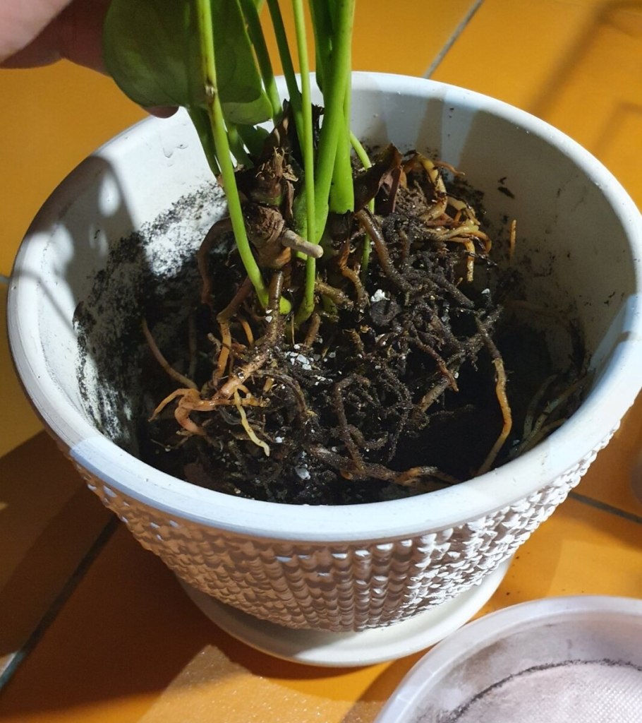 Здоровые корни антуриума