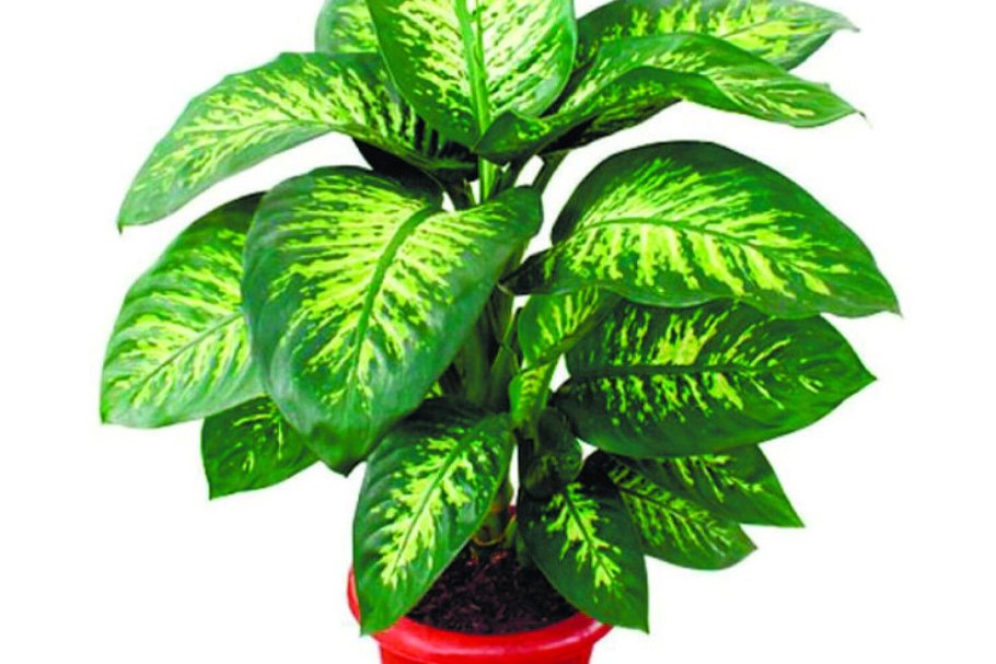House Plants for sale