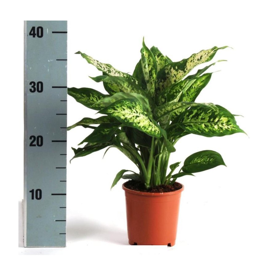 Диффенбахия Марс Dieffenbachia