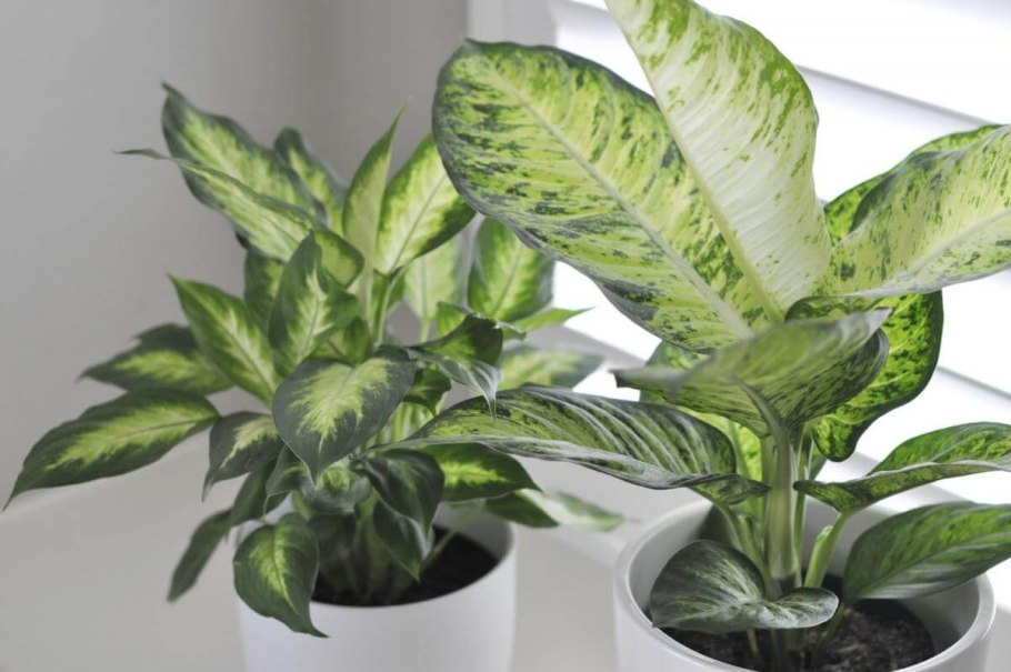 Диффенбахия Баузе (Dieffenbachia bausei)