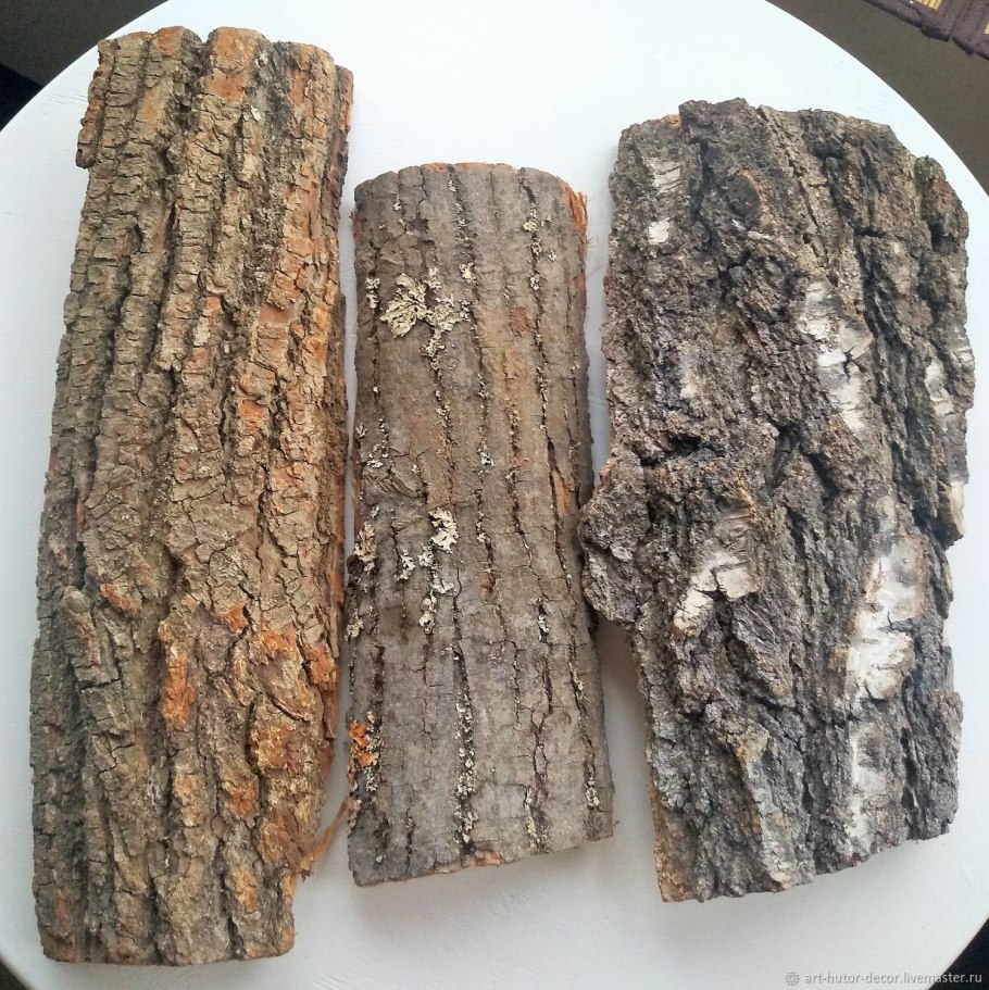 Тополь черный осокорь Марий Эл