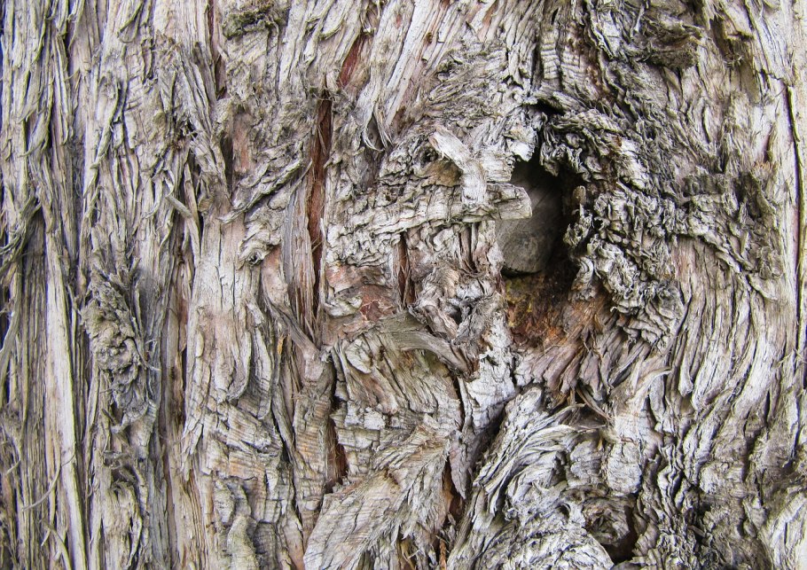 Кора дуба 512 2048