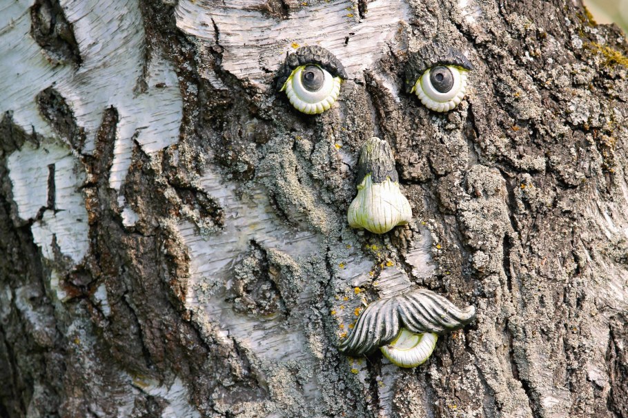 Береза повислая кора