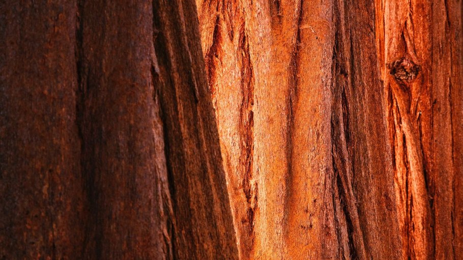 Кора дуба рисунок