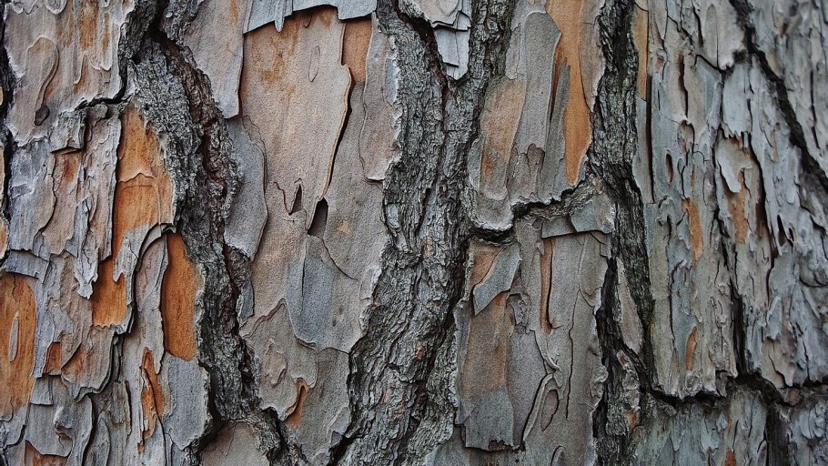 Пицундская сосна кора