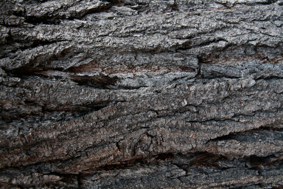 Текстура коры дерева