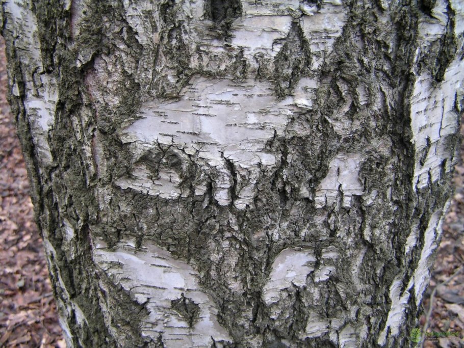 Тополь дерево кора