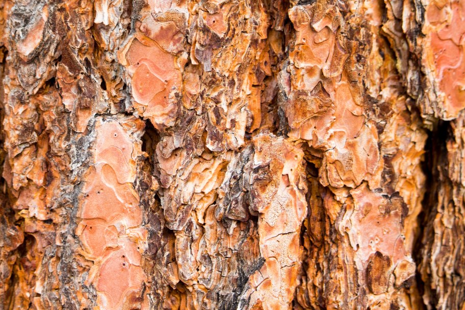 Лиственная древесина текстура