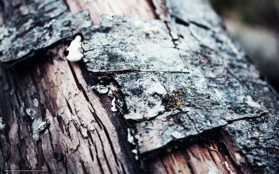 Текстура древесной коры бесшовная