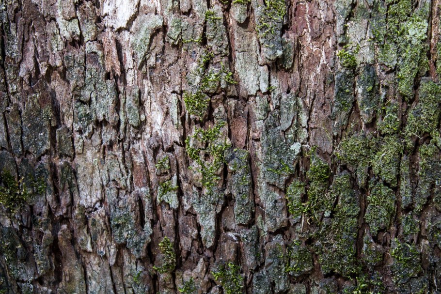 Кора для декора