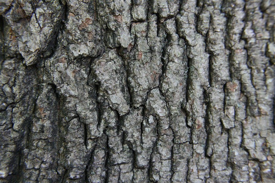 Древесная замшелая кора