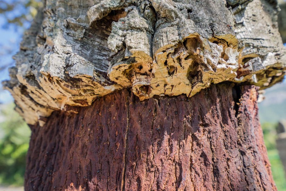 Деготь из березовой коры