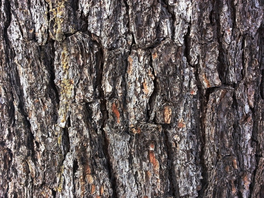 Бабочка похожая на кору дерева