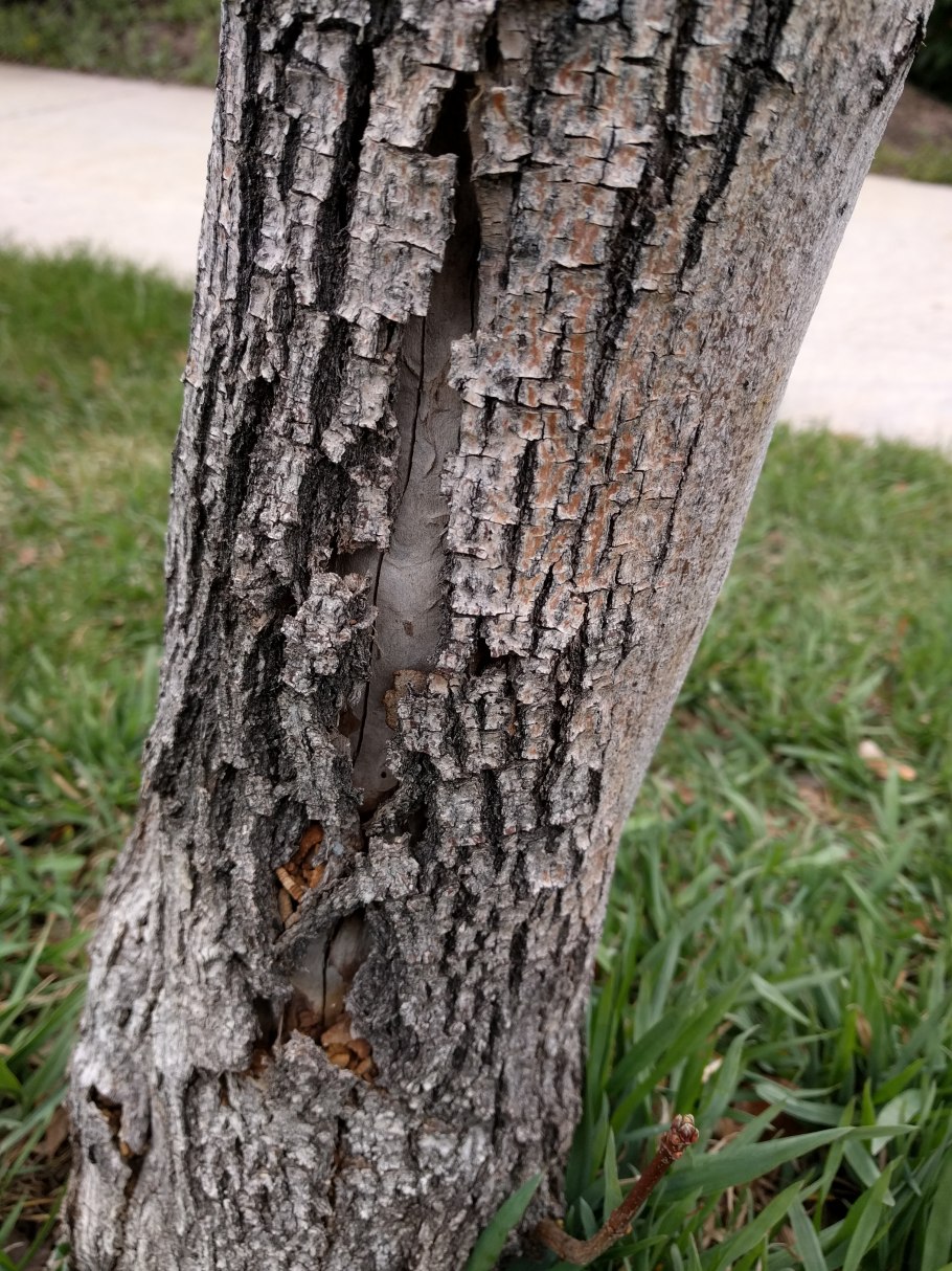 Дерево с крупными ветками