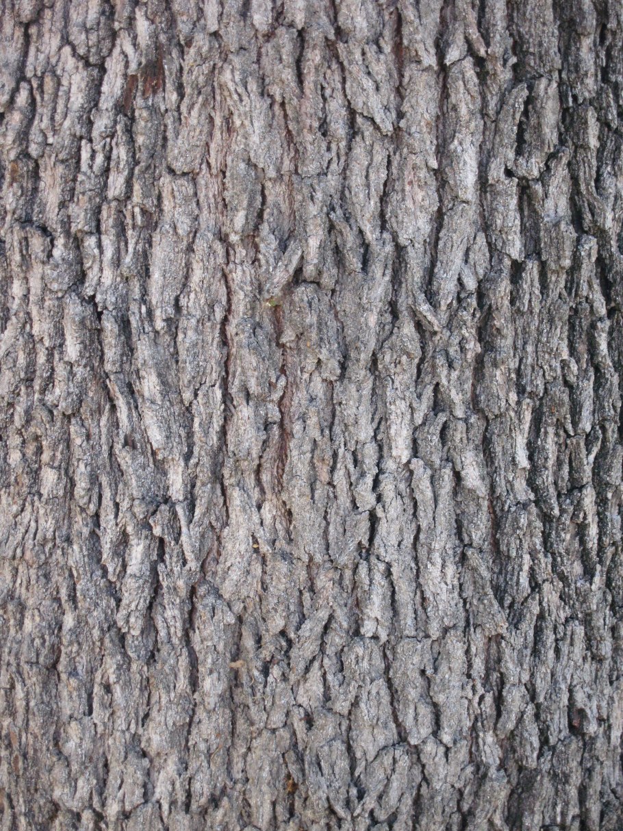 Карельская береза кора