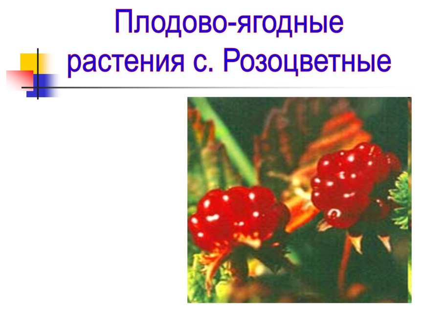 Розоцветные культурные растения