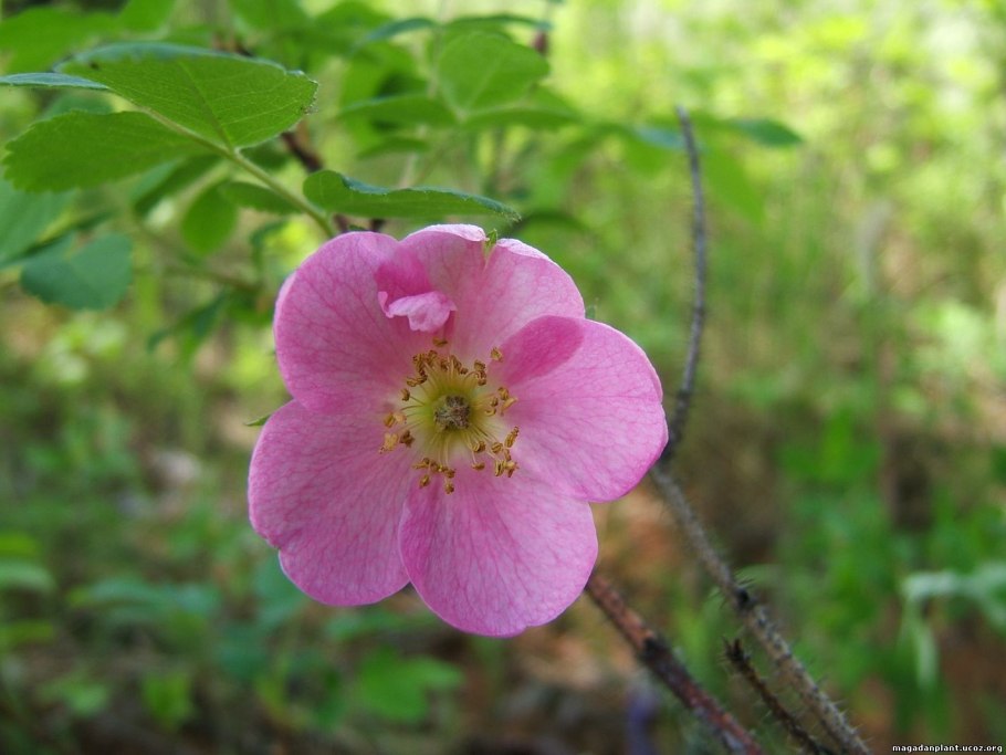 Шиповник собачий — Rosa Canina l.