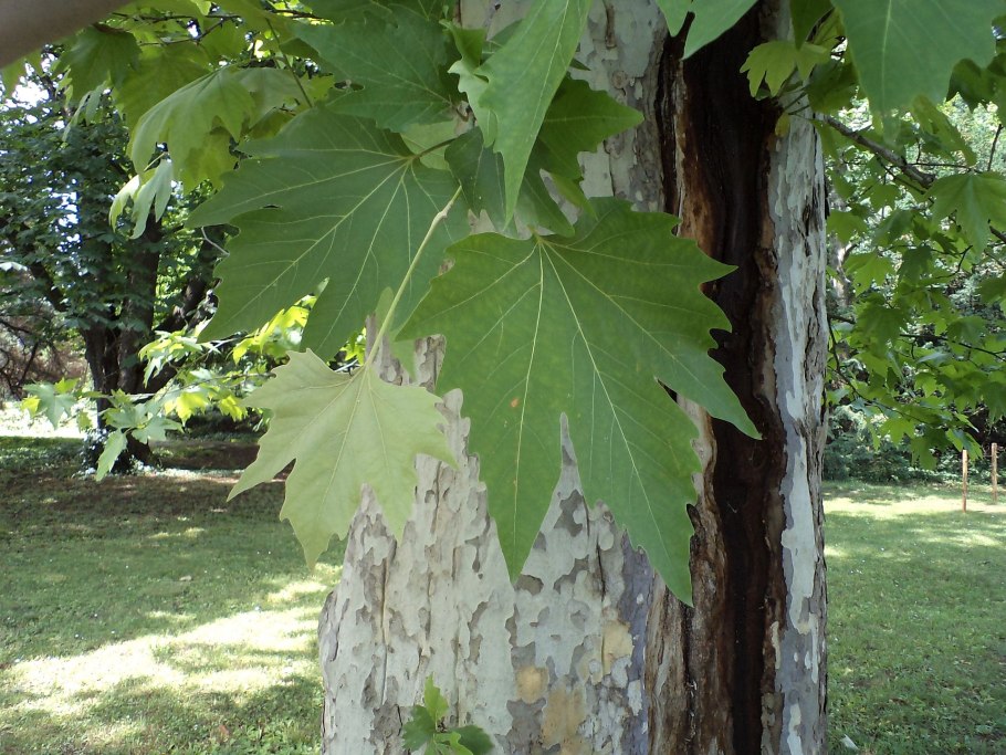 Acer platanoides drummondii