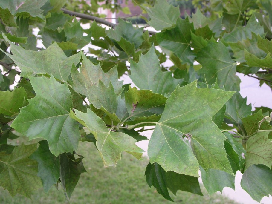 Плоды платана и клена