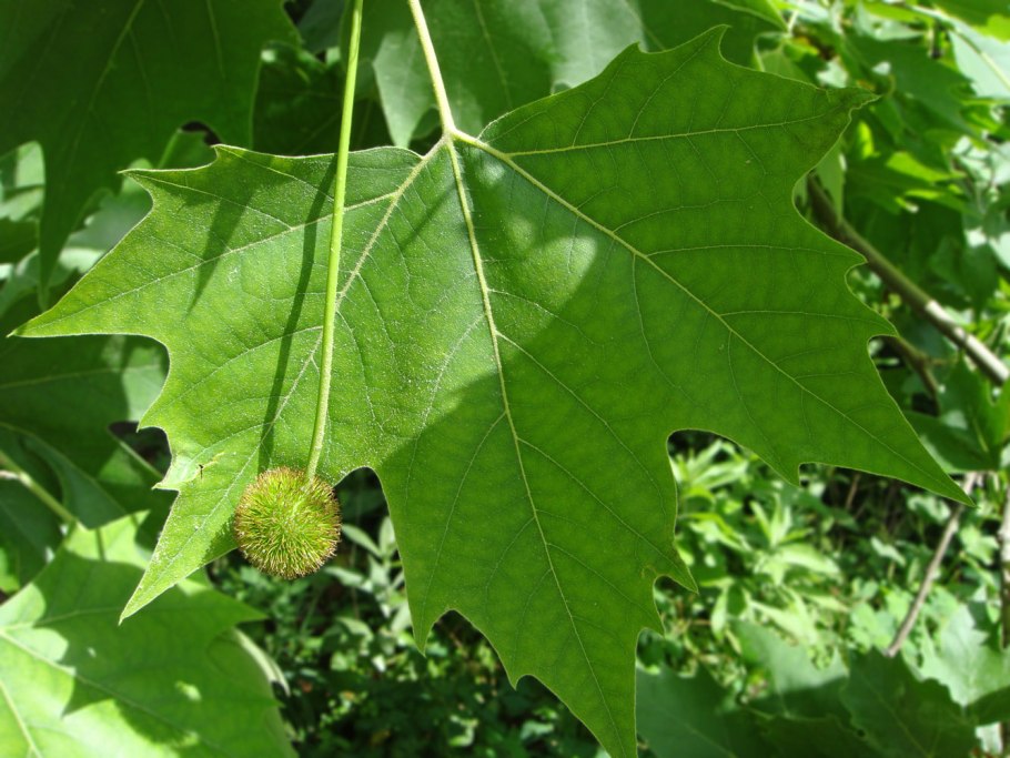 Платан Западный (американский) (Platanus occidentalis)
