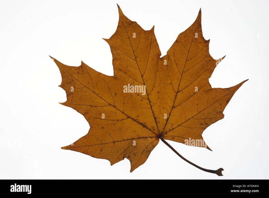 Платан Восточный (Platanus orientalis)