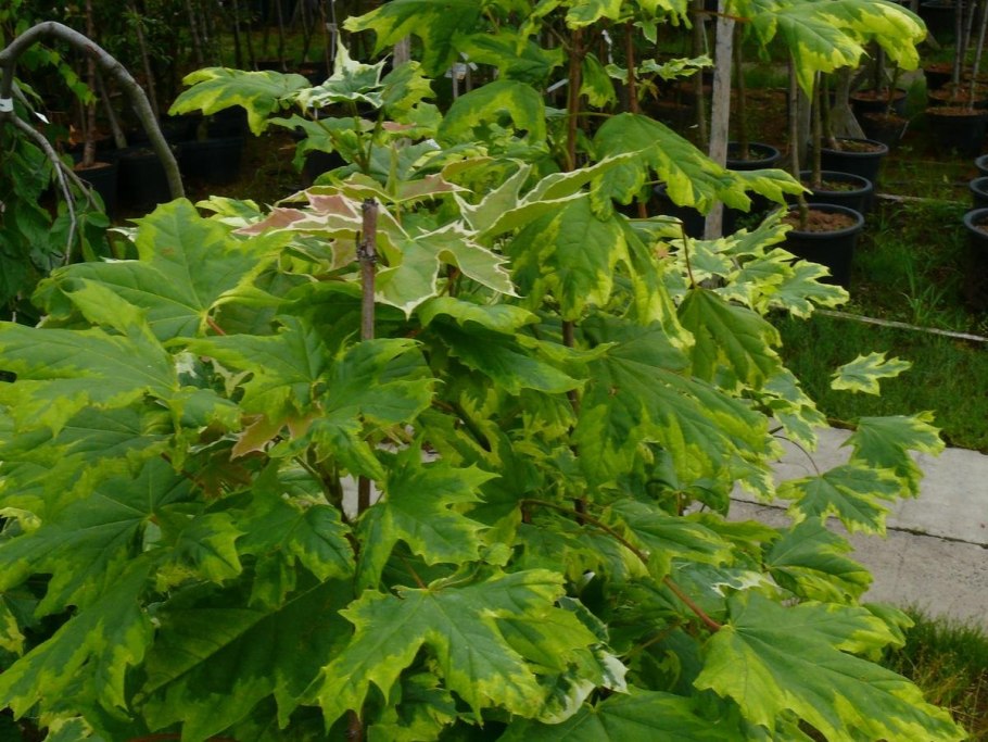 Platanus orientalis