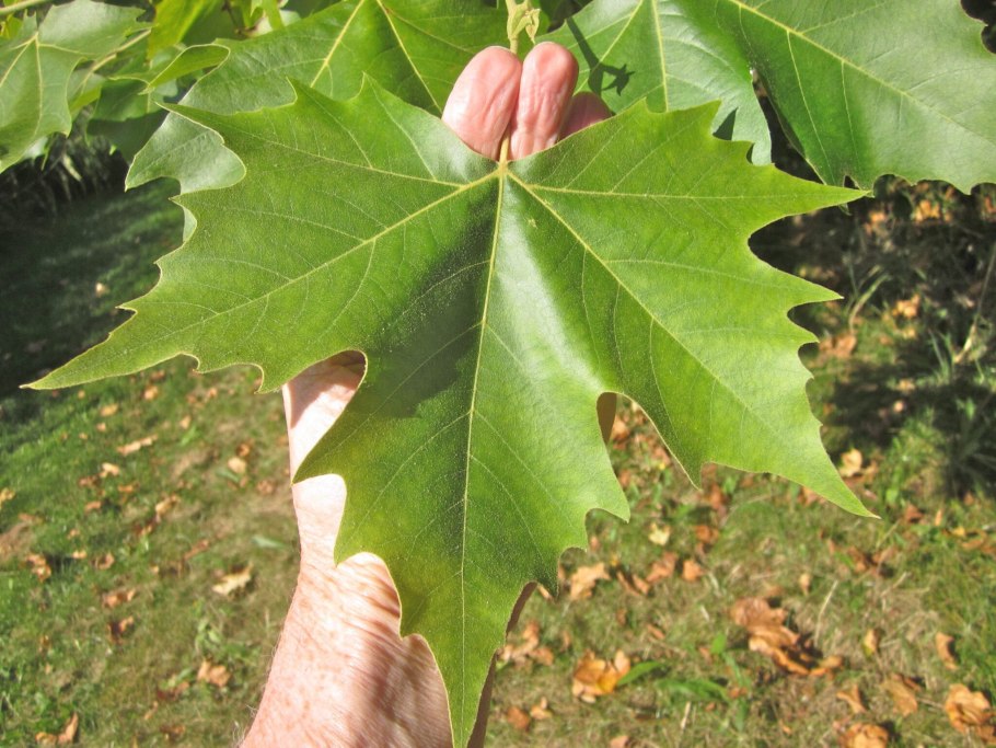 Platanus racemosa