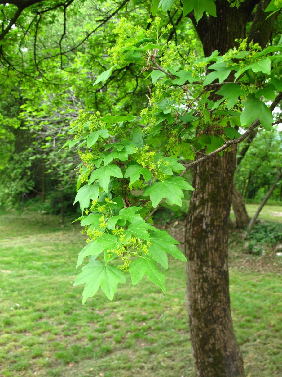 Platanus acerifolia