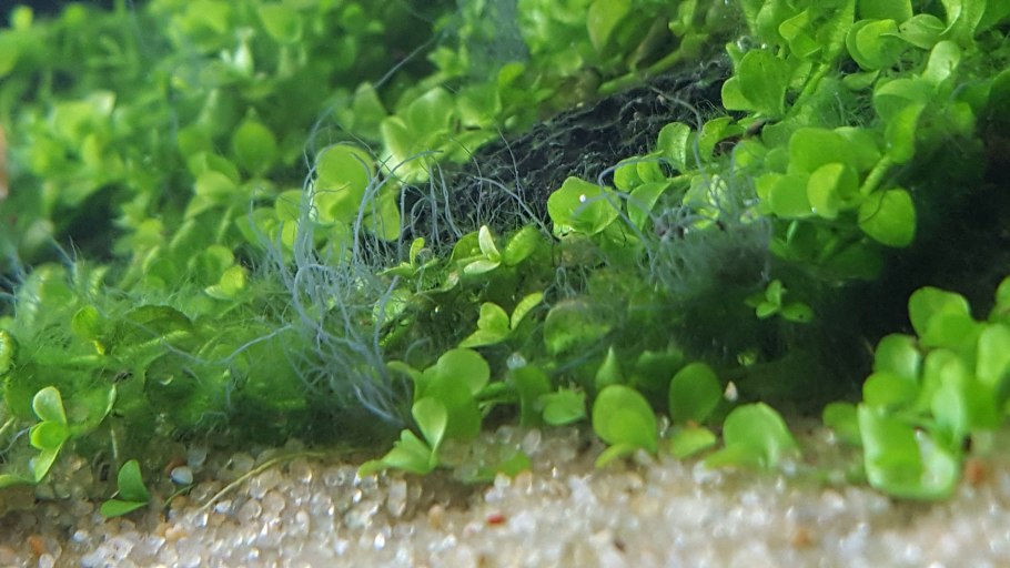 Водоросли Ряска в аквариуме