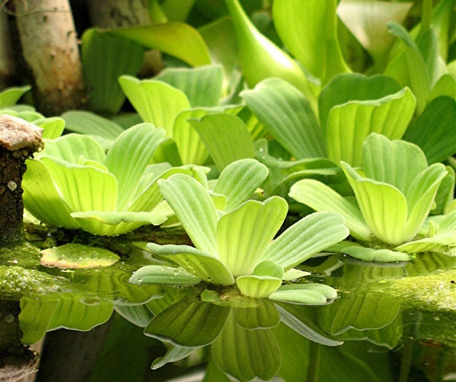Пистия (Pistia)