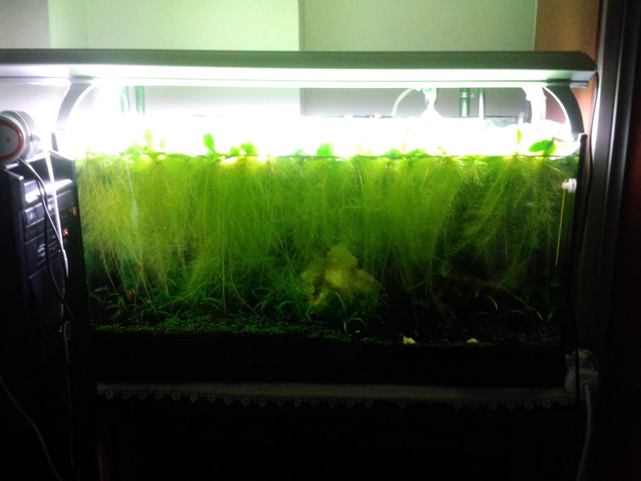 Водяная капуста