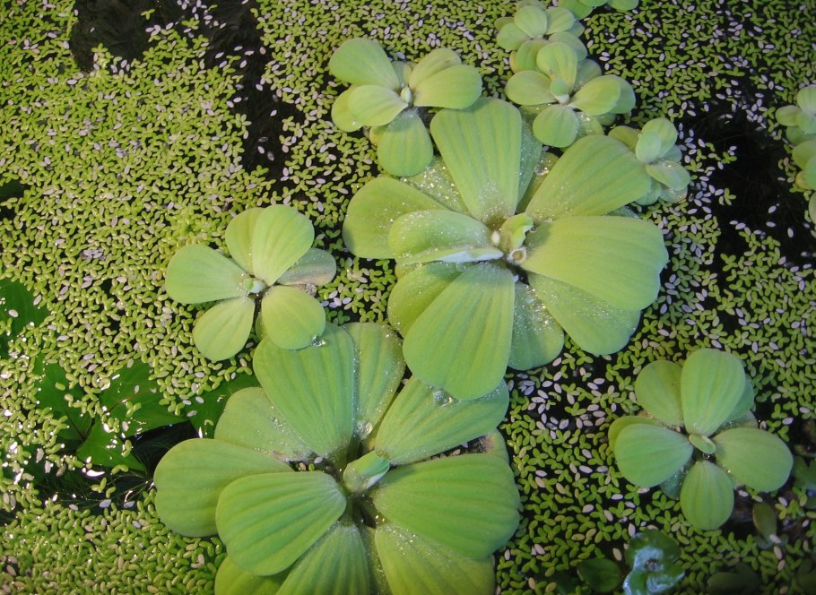 Пистия маленькая