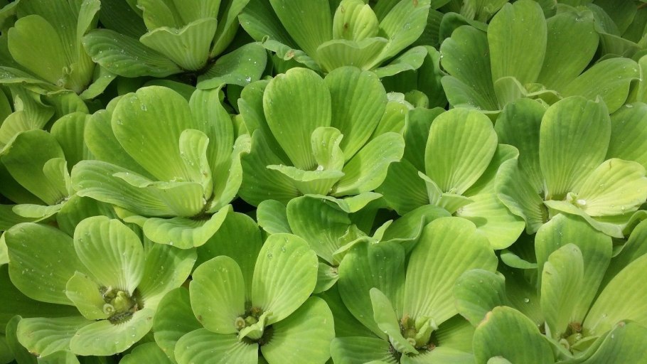 Ряска пистия водокрас