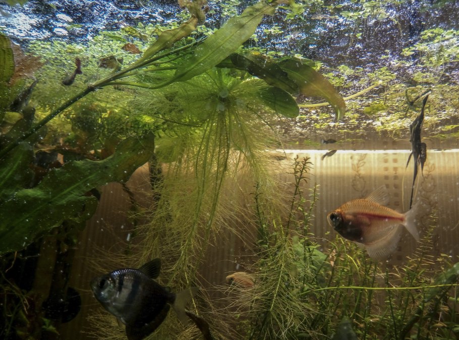 Аквариумный пистия в теплице