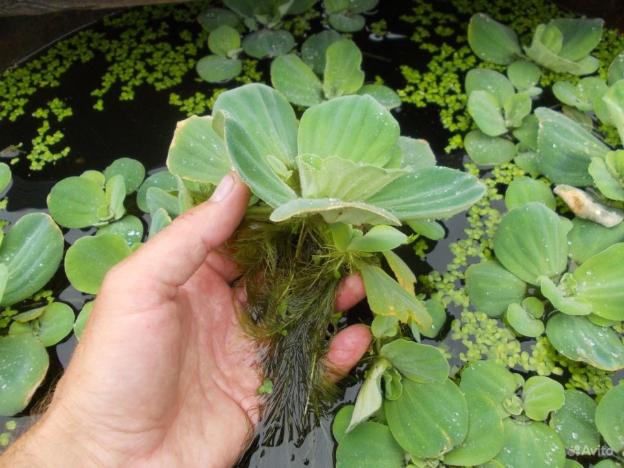 Пистия телорезовидная Pistia Stratiotes